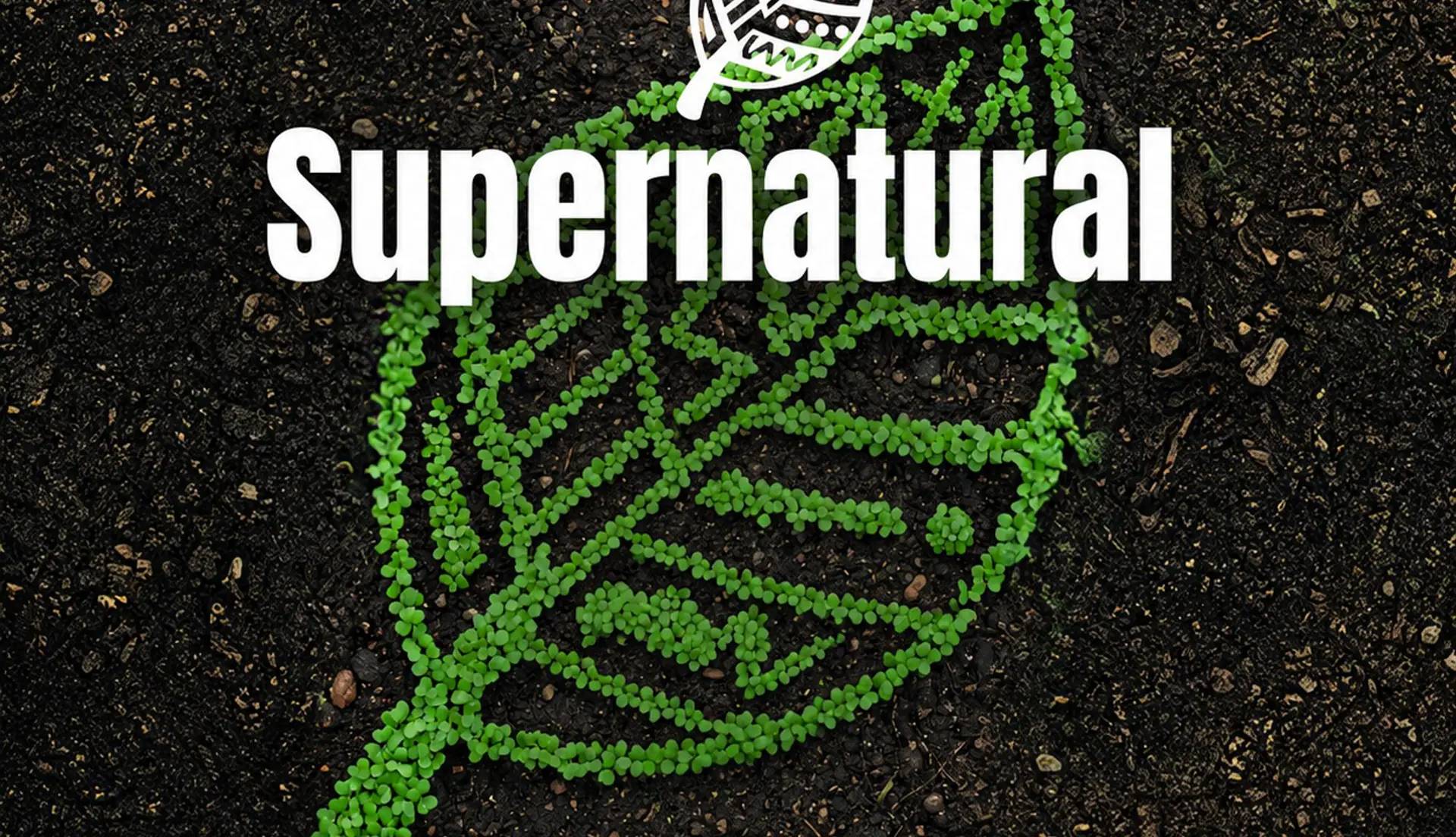 SUPERNATURAL w / LEON + FIORELLA - Daytime Party