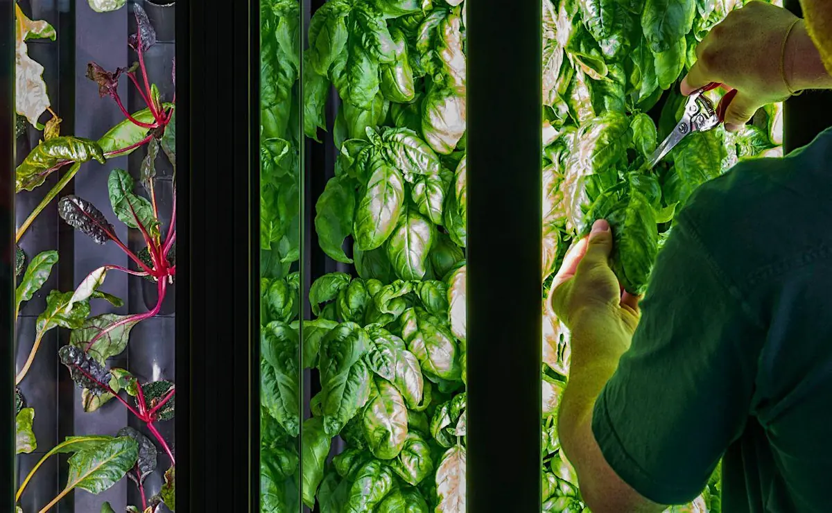 Community Harvest at The Orangery